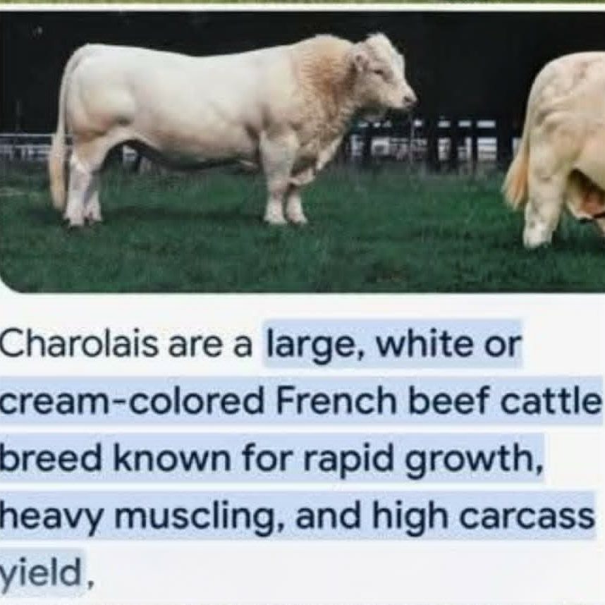Charolais cows